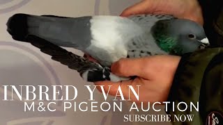 Inbred Granddaughter Of Yvan | Amazing Racing Pigeon For Sale | M&c Pigeons Auction | Racer Kabutar