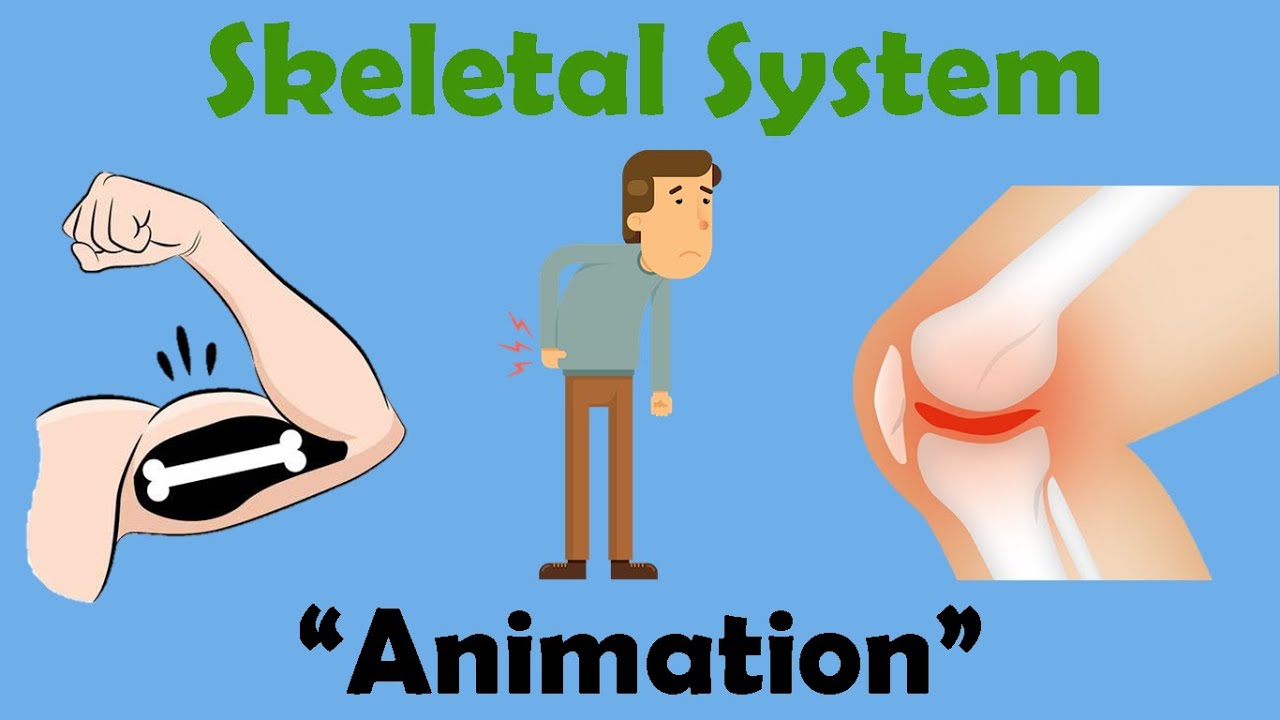 SKELETAL SYSTEM | Biology Animation - YouTube