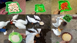 Duck Food | Duck Feed | Pets Food and Care