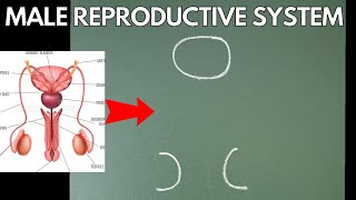 human reproductive system | how to draw male reproductive system | male reproductive system screenshot 4