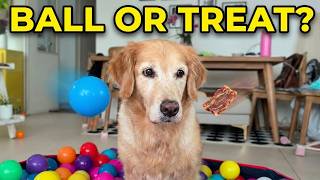 The Only Thing My Golden Retriever Will Actually Catch!