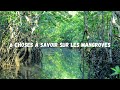 6 infos  savoir sur les mangroves 