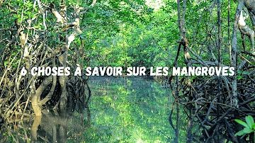 Quels sont les caractéristiques de la mangrove ?