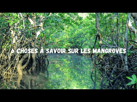 Vidéo: Qu'est-ce que les mangroves ? Découvrez l'importance des plantes de mangrove