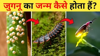 जुगनू का जीवन चक्र | Firefly Life Cycle Video | Life Cycle Of Firefly In Hindi | Jugnu Ka Janm