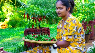 Green Chilli recipe  Sri Lankan Green chilli Pickie,My Favarite Curry with Green chilli paste roti