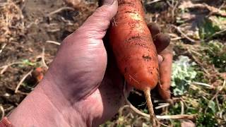 露地野菜の生育状況