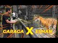 PERTEMU4N MEN3GANGKAN..!! GARAGA KING COBRA X ESHAN HARIMAU BENGGALA..!