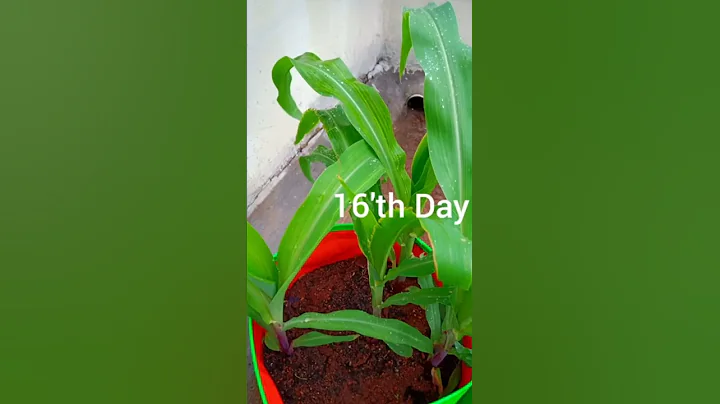 Growing Corn-Maize in Containers -Time lapse| seed to harvest - DayDayNews