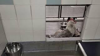 acs A664015