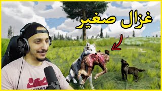 حياة الذيب #13 | استعادة السيطرة على المناطق Wolf Quest Anniversary Edition