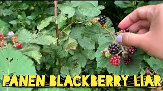 Growing Blackberries In Containers - The Complete Guide To Growing Blackberry