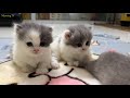 The mother cat and 4 short-legged kittens are extremely cute.