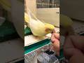 インコ放し飼いされてた!
