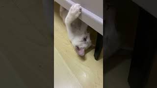 Lol,Funny Crazy cat #cute #shorts #viral #shortsvideo