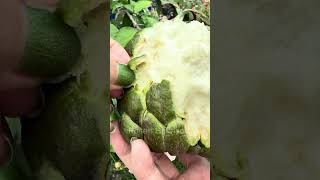 Peeling fruit #yummy #sweet #custardapple #Fruit #fruitlovers #amsr #shortvideo