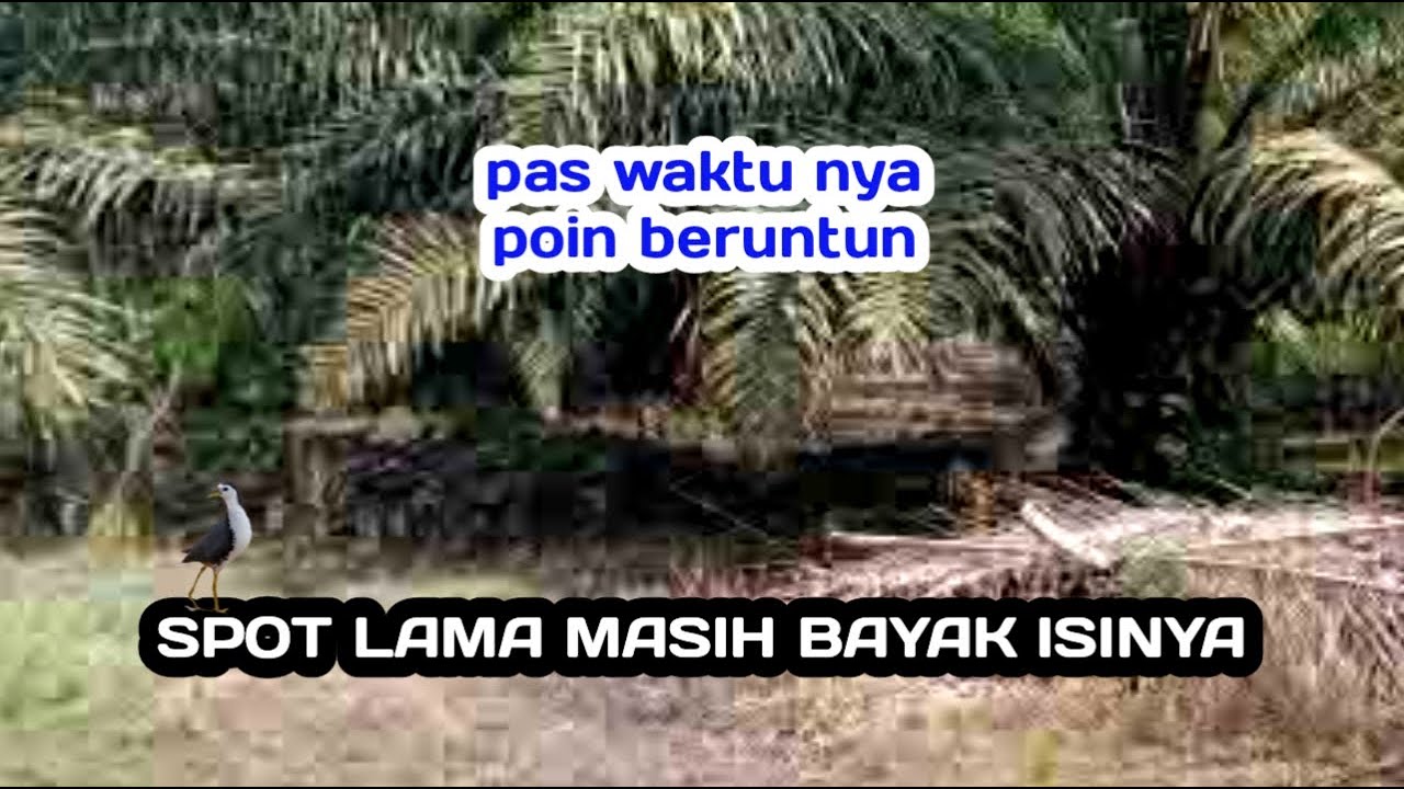 gacor-jumpa-sarangnya-burung-ruak2-youtube