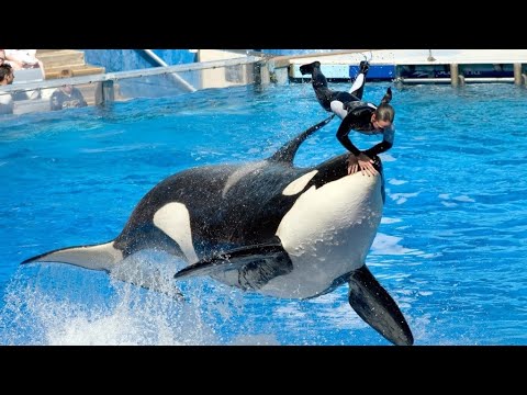 Видео: SeaWorld San Diego - ничего не пропустите