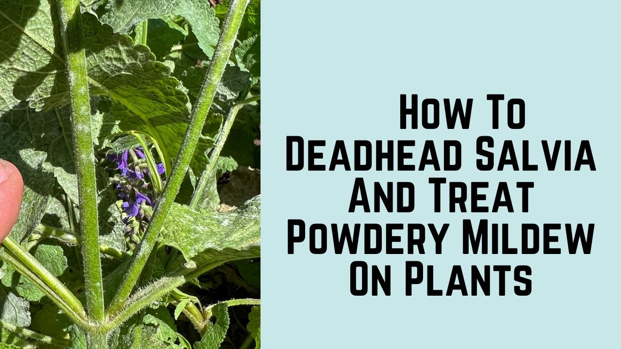 How To Deadhead Salvia And Treat Powdery Mildew On Plants YouTube