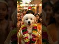 o Bhai yah kya huaa#short#dog.ki.sadi#bitch#friends