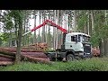 Scania G490 load pink timber