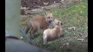 Red Fox Babies Play Wrestling