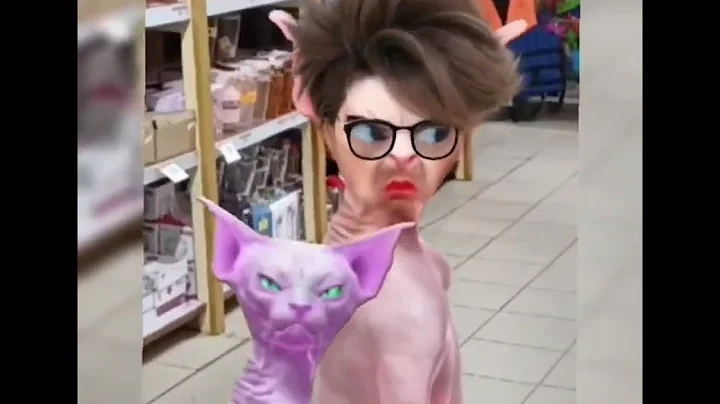 Video 11519401: sphinx cat dance, sphynx cat cute lovely, cute funny sphynx cat, beautiful sphinx, cat exploring