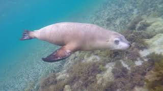 Swimming with Sea Lions at Langton Island,South Australia