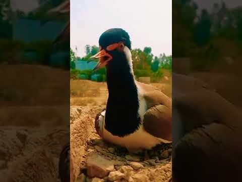 Red-wattled lapwing And His Cute Babys #shorts #tiktok