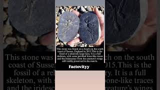 The Most Mysterious Fossil Ever Found!#FairyFossil#Mystery#ViralShorts#Facts #Fairy#Fossil #Shorts