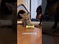 A puma cub cried for help from a tree branch #shorts