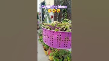 Thumbnail of Gardening ideas for Home 🏠🏠🏠🏠 #garden #plants #flowers #gardening #decor #gardendesign ##short