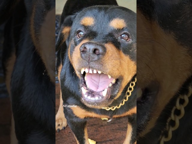 angry dog growling and barking #viral #rottweiler #angrypuppy #cutepet #dog #cat #angryanimal class=