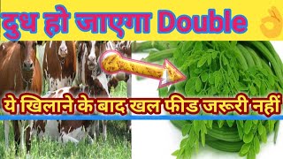 Moringa sahajan सुहंजना मुनगा highest calcium source for cattles Dudh badhane ke liye hara chara