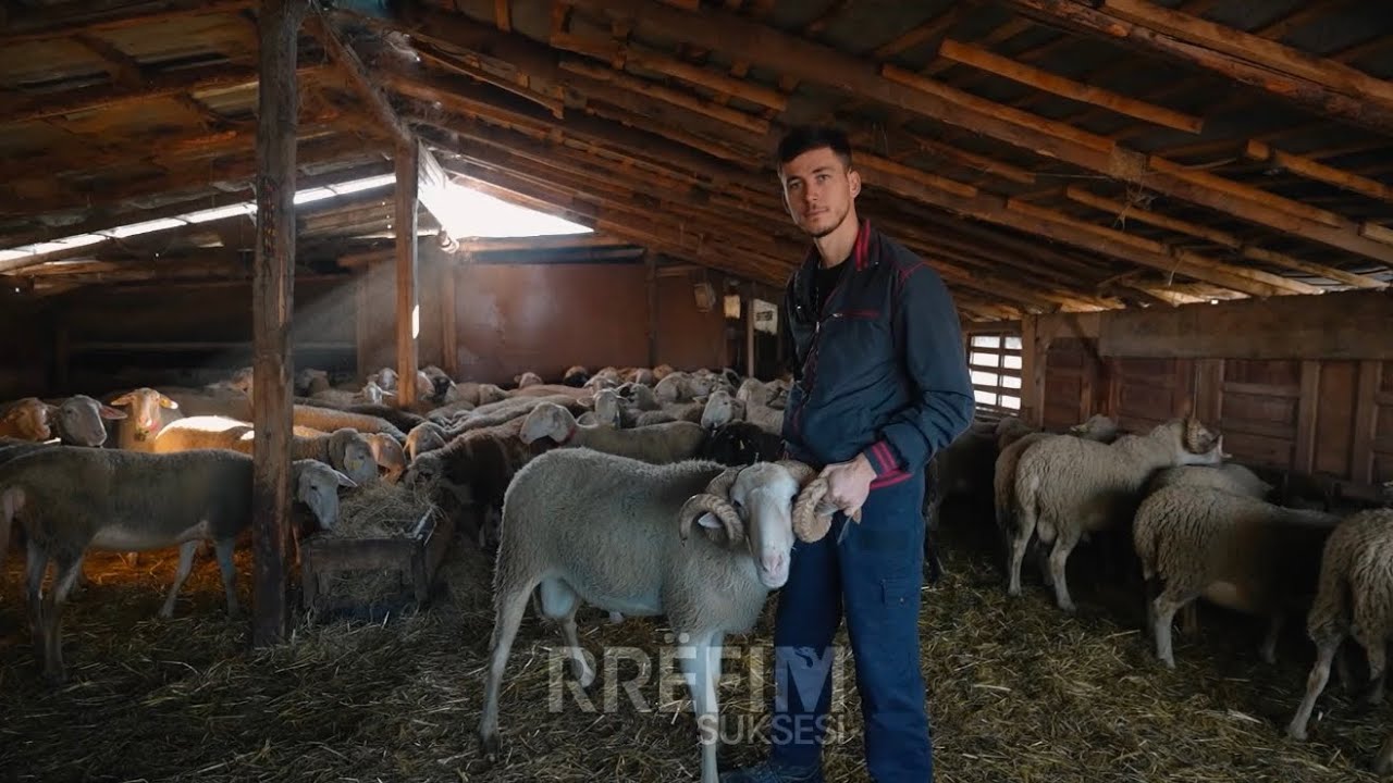 5 milionë euro trashëgimi, nipi 25-vjeçar zgjedh të ruajë 150 dele në Prishtinë për nder të gjyshit