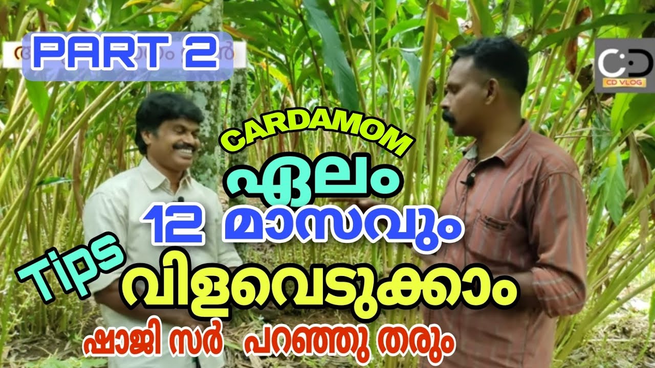 ഏലം  12 മാസവും വിളവെടുക്കാം Tips ഷാജി സർ പറഞ്ഞു തരും  