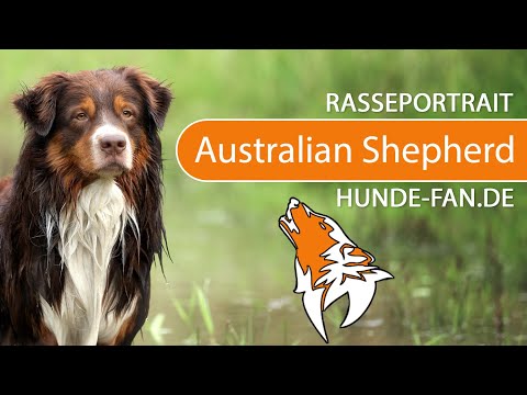 ► Australian Shepherd [2021] Rasse, Aussehen &amp; Charakter