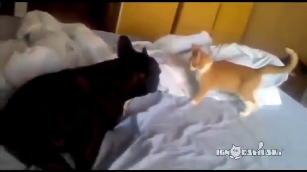 Кот с котятами борцы. Татуировки коварного котенка. Коварство кот. Коварный кот оригинал видео. Сон напала черная собака