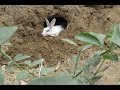 OMG Unbelievable  How to make nature House in Forest by A Cute Rabbit