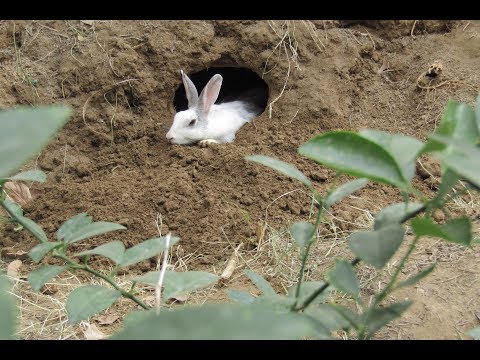 वीडियो: कैसे एक खरगोश अंधा करने के लिए