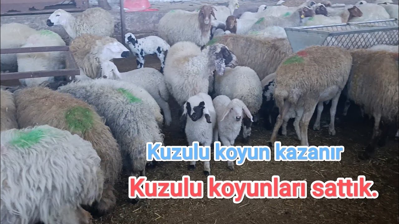 Kuzulu koyunları sattık.. Bu damızlık koyun yapılır mı??