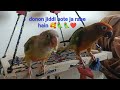 Chiku, Nova bahut zid karne lage Hain🤗🦜🦜🥰❤️@petinthecity#vlog #dailyroutine #cutebaby #parrot #video