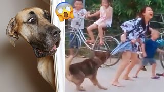 AWW Top Funny Cats And Dogs Videos 2022 - Funniest Animals Videos Part 28 by kidsgametv 350 views 1 year ago 4 minutes, 7 seconds