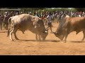 LeNdoda hhayi imbi nganginithembisile vs Skweletu #animals #cow #bull