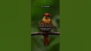 #القران_الكريم #راحة_نفسية #سورة_لقمان #اكسبلور #corano #لايك #ياسر_الدوسري