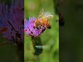 Proof of the Creator: The Rose and the Bee 🐝 #egzonibrahimi #islamicvidio #nature #shorts
