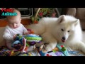 Samoyed Dog and Baby and wonderful moments - Dog Loves Baby Compilation