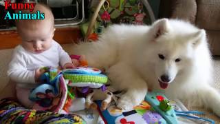 Samoyed Dog and Baby and wonderful moments - Dog Loves Baby Compilation