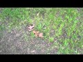Train Your Dog Not to Mark.mov Train Your Dog Not to Mark.mov