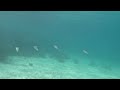 Flock of squid - Belize